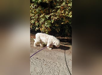 Csongor- Wo darf ich das sein, was ich bin?  Ein Bewacher und Beschützer