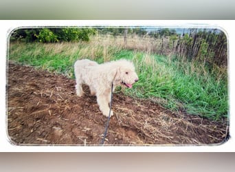 Csongor- Wo darf ich das sein, was ich bin?  Ein Bewacher und Beschützer