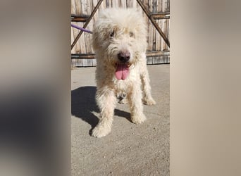 Csongor- Wo darf ich das sein, was ich bin?  Ein Bewacher und Beschützer