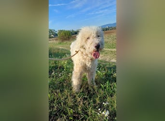 Csongor- Wo darf ich das sein, was ich bin?  Ein Bewacher und Beschützer