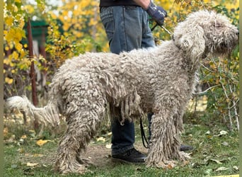 Zeya - wunderschöne Hundedame sucht erfahrene Leute!