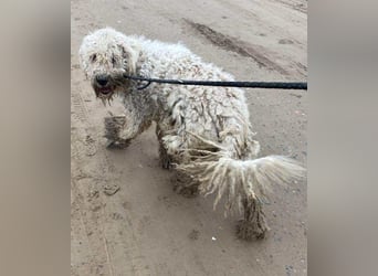 Zeya - wunderschöne Hundedame sucht erfahrene Leute!