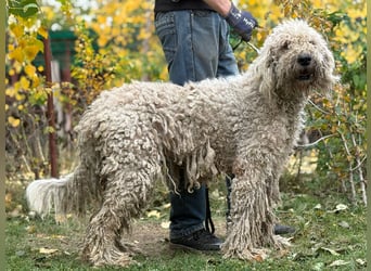 Zeya - wunderschöne Hundedame sucht erfahrene Leute!