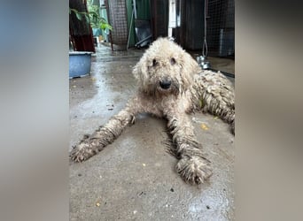 Zeya - wunderschöne Hundedame sucht erfahrene Leute!