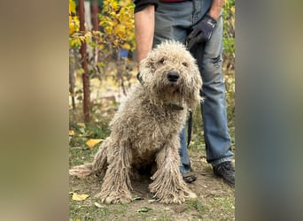 Zeya - wunderschöne Hundedame sucht erfahrene Leute!