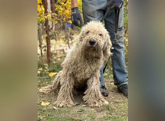Zeya - wunderschöne Hundedame sucht erfahrene Leute!