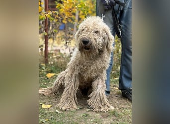 Zeya - wunderschöne Hundedame sucht erfahrene Leute!