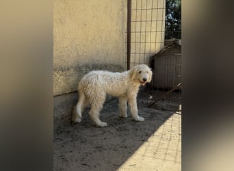 Becci - Hundedame sucht souveränes Zuhause