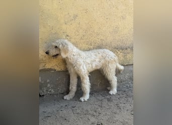 Becci - Hundedame sucht souveränes Zuhause