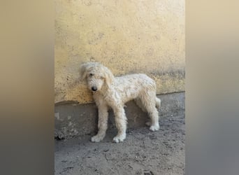 Becci - Hundedame sucht souveränes Zuhause