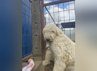 Becci - Hundedame sucht souveränes Zuhause