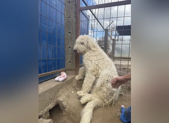 Becci - Hundedame sucht souveränes Zuhause