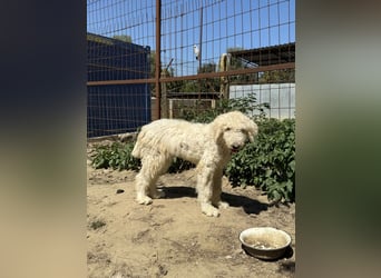Becci - Hundedame sucht souveränes Zuhause