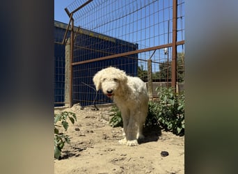 Becci - Hundedame sucht souveränes Zuhause