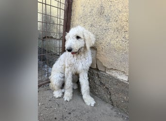 Becci möchte endlich ein eigenes Zuhause haben