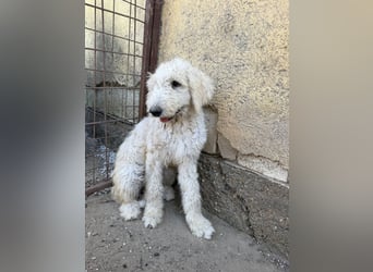 Becci - Hundedame sucht souveränes Zuhause