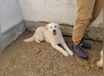 RESERVIERT! Boglarka - freundlich, interessiert und sanft