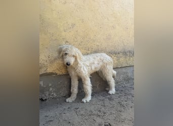 Becci sucht ihr Für-immer-Zuhause