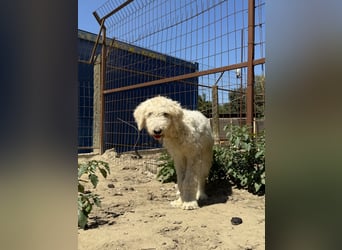 Becci sucht ihr Für-immer-Zuhause