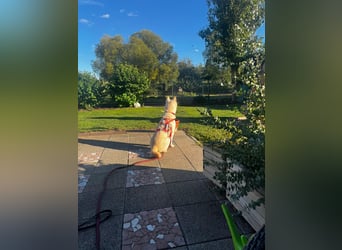 Henry, lieber weißer Rüde wartet auf Körbchen, ist in Deutschland