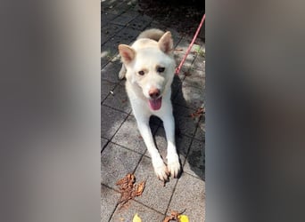 Henry, lieber weißer Rüde wartet auf Körbchen, ist in Deutschland