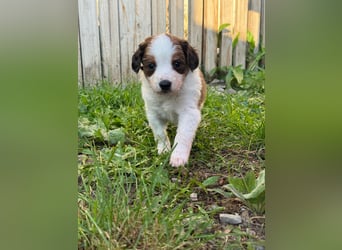 Kooikerhondje Welpen Nederlandse Kooikerhondje