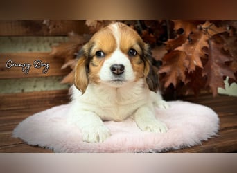Kooikerhondje Welpen Nederlandse Kooikerhondje mit Ahnentafel