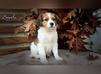 Kooikerhondje Welpen Nederlandse Kooikerhondje mit Ahnentafel
