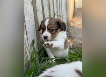 Kooikerhondje Welpen Nederlandse Kooikerhondje