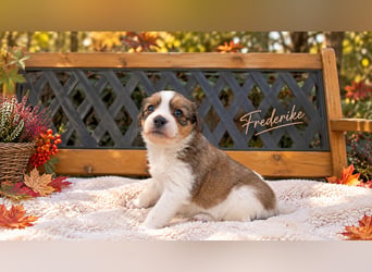 Kooikerhondje Welpen Nederlandse Kooikerhondje