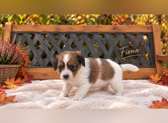 Kooikerhondje Welpen Nederlandse Kooikerhondje