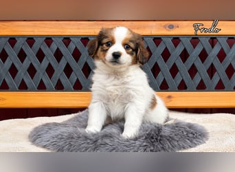 Kooikerhondje Welpen Nederlandse Kooikerhondje mit Ahnentafel