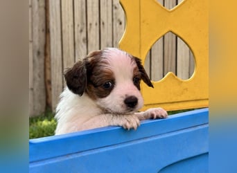 Kooikerhondje Welpen Nederlandse Kooikerhondje