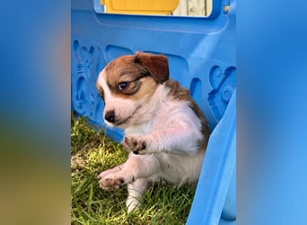 Kooikerhondje Welpen Nederlandse Kooikerhondje