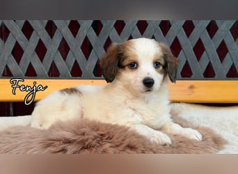 Kooikerhondje Welpen Nederlandse Kooikerhondje mit Ahnentafel