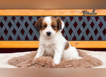 Kooikerhondje Welpen Nederlandse Kooikerhondje mit Ahnentafel