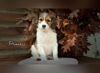 Kooikerhondje Welpen Nederlandse Kooikerhondje mit Ahnentafel