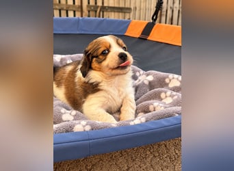 Kooikerhondje Welpen Nederlandse Kooikerhondje