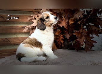 Kooikerhondje Welpen Nederlandse Kooikerhondje mit Ahnentafel