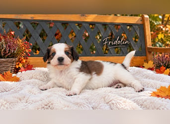 Kooikerhondje Welpen Nederlandse Kooikerhondje