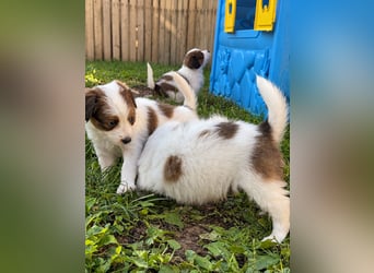 Kooikerhondje Welpen Nederlandse Kooikerhondje