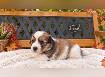 Kooikerhondje Welpen Nederlandse Kooikerhondje