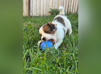 Kooikerhondje Welpen Nederlandse Kooikerhondje