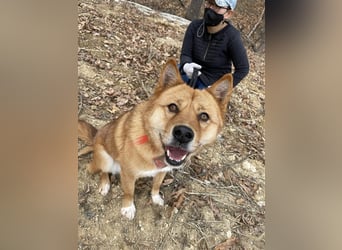 Grey, freundliche und soziale Hündin ca.6J. 15kg sucht ein zu Hause