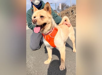 Puchi, tapferer Hundemann