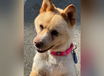 Puchi, tapferer Hundemann