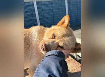 Puchi, tapferer Hundemann