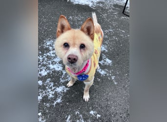 Puchi, tapferer Hundemann