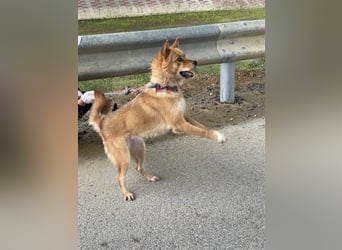 Grey, freundliche und soziale Hündin ca.6J. 15kg sucht ein zu Hause