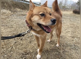 Grey, freundliche und soziale Hündin ca.6J. 15kg sucht ein zu Hause